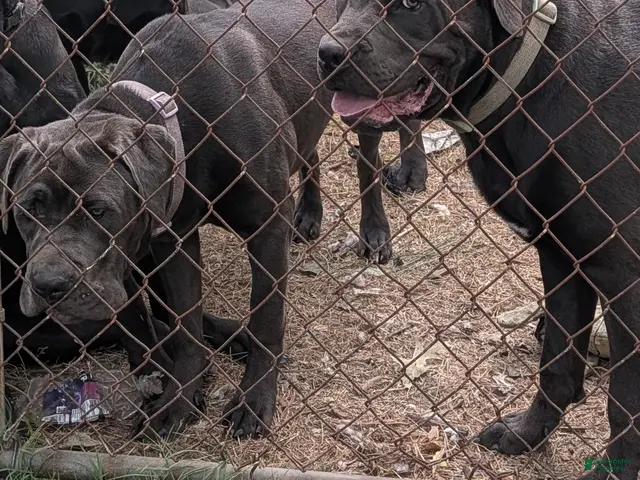 Cane Corso dogs for sale: Purple aka Violet - Ad 2