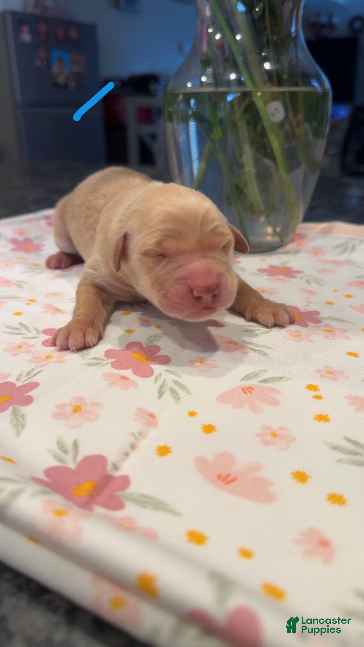 Golden Retriever dogs Blue  - Ad 19