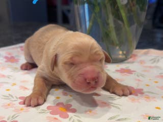 Golden Retriever dogs Blue - Ad 19