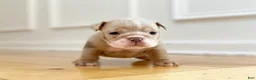 English Bulldog dogs for sale: ENGRID - Ad 10