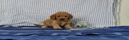 Mini Goldendoodle dogs for sale: Maverick - Ad 4