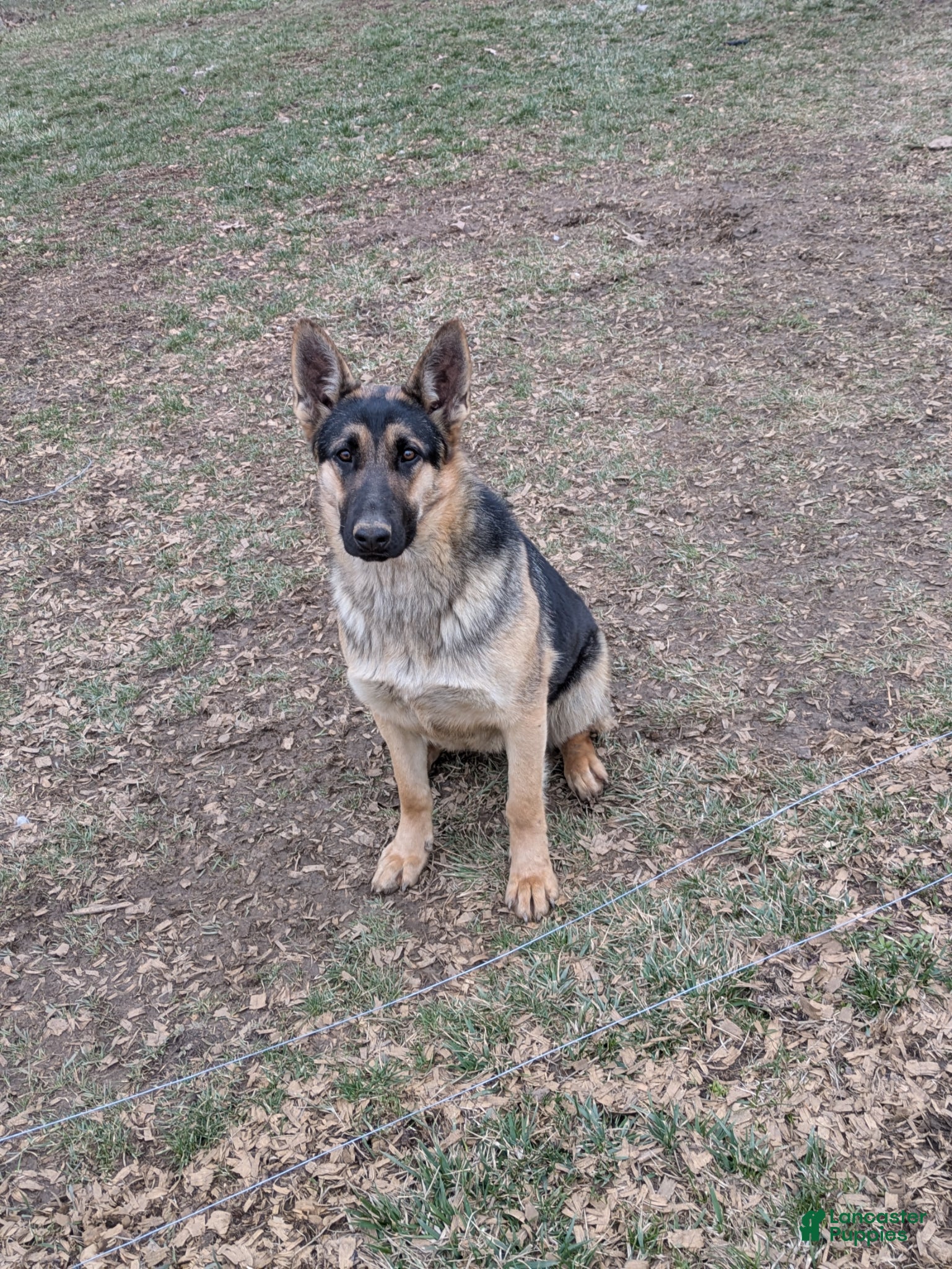German Shepherd dogs German Shepherd Puppy 1 - Ad 2