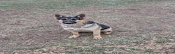 German Shepherd dogs for sale: German Shepherd Puppy 1 - Ad 2
