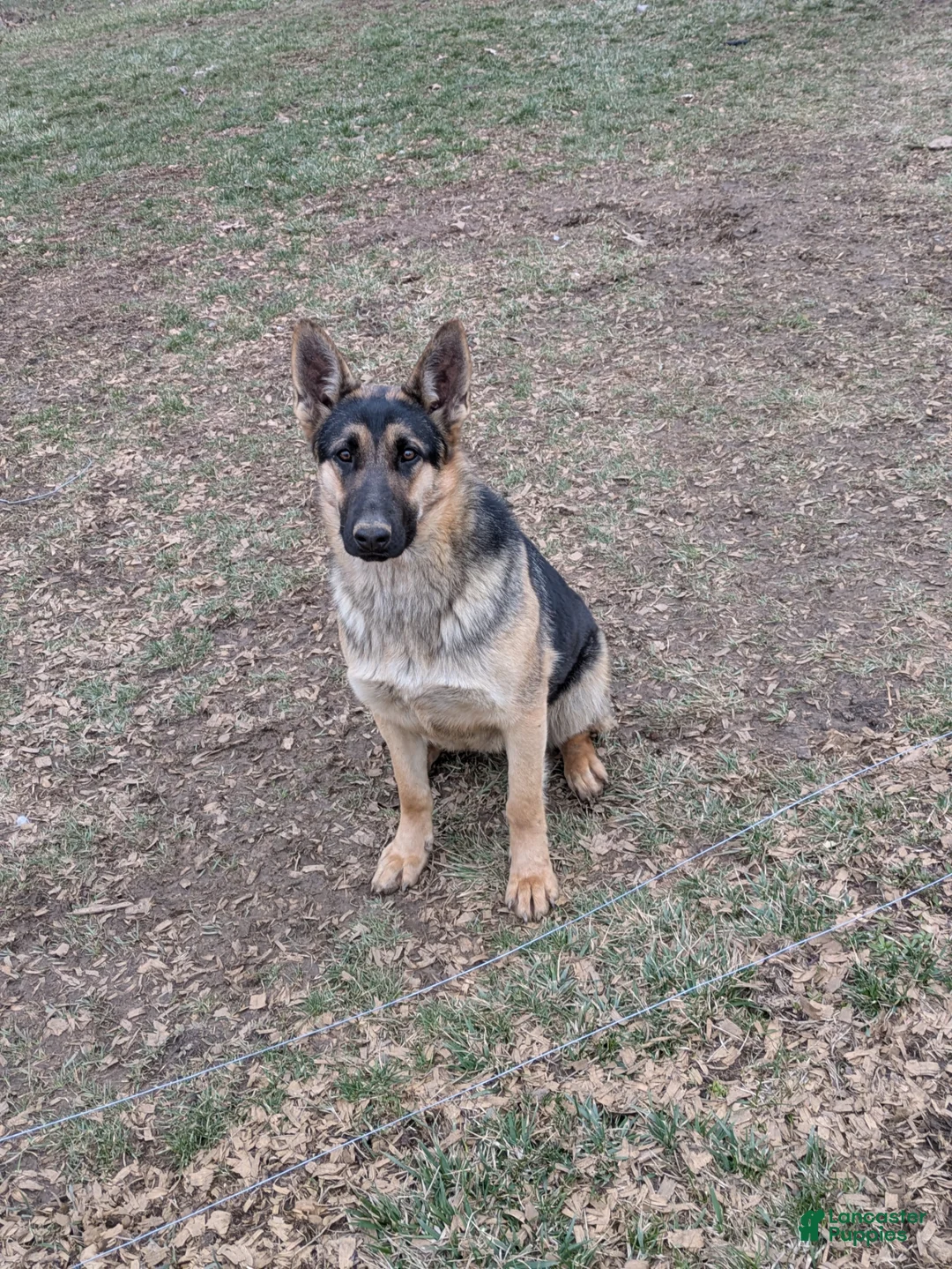 German Shepherd dogs for sale: German Shepherd Puppy 1 - Ad 2