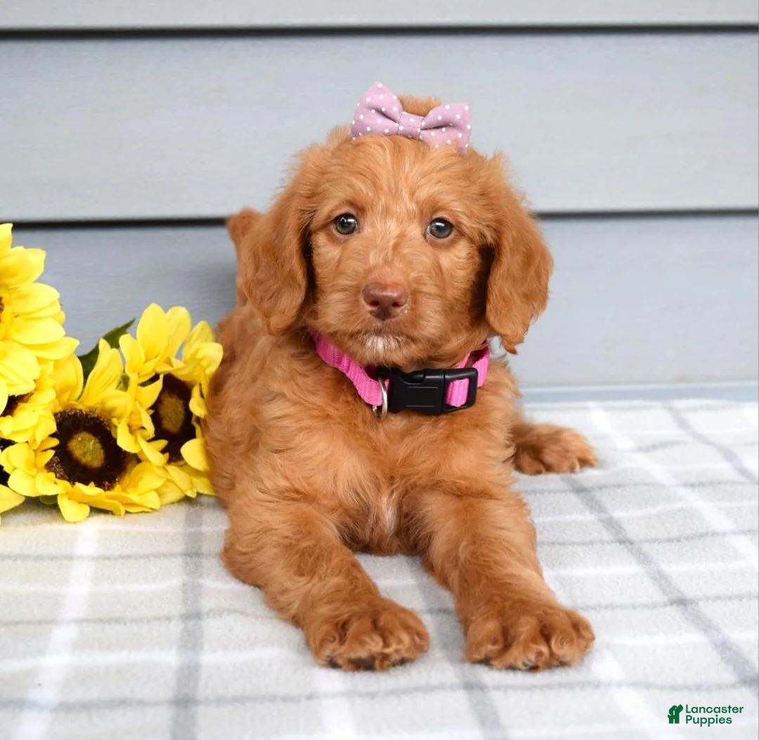 Labradoodle dogs for sale: Cassie - Ad 9