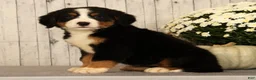 Bernese Mountain Dog dogs for sale: Heather - Ad 4
