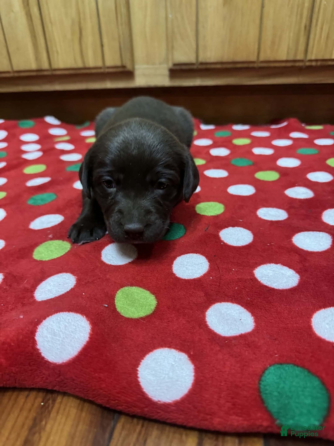 Labrador Retriever dogs for sale: Iris - Ad 3