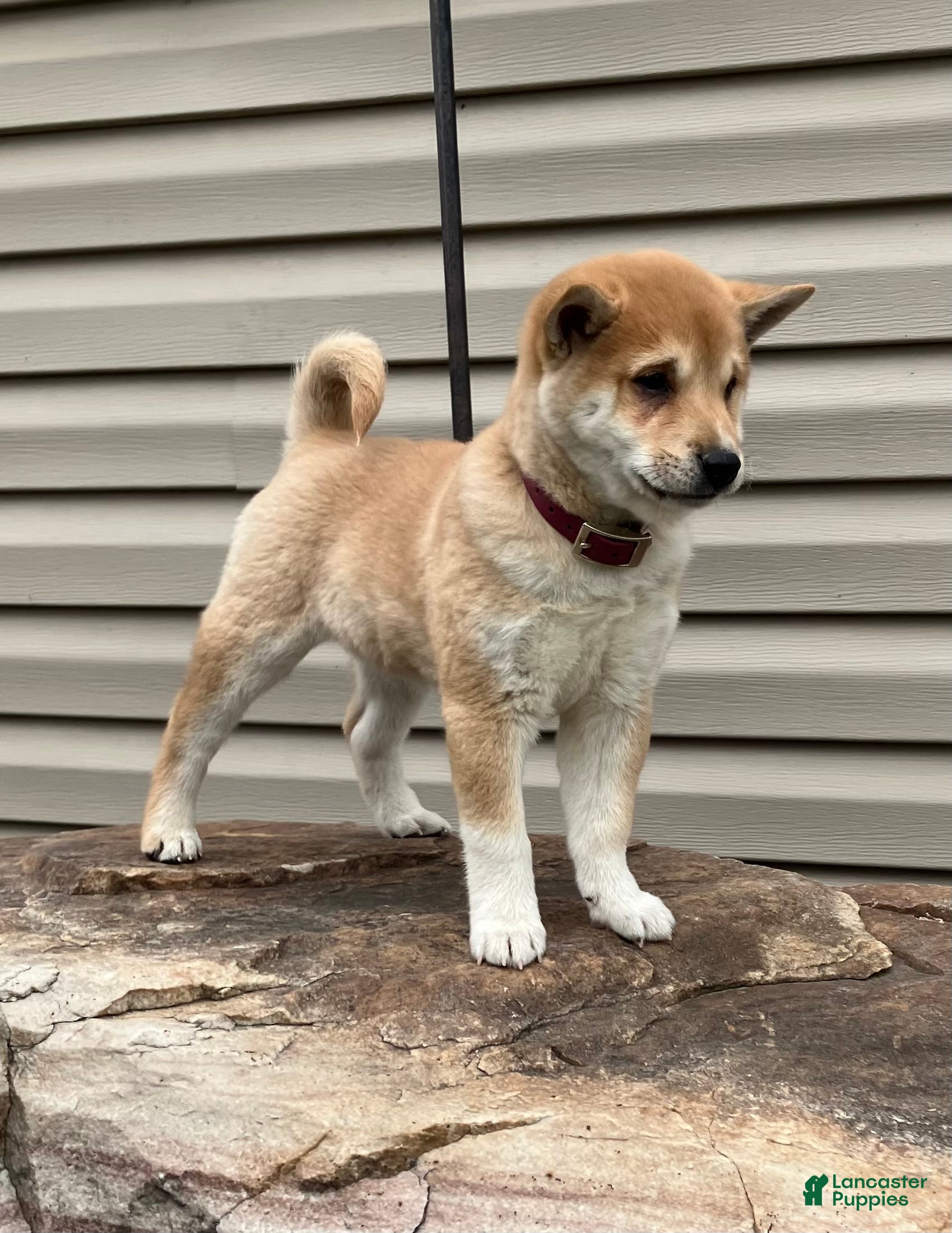 Shiba Inu dogs Sunny - Ad 1