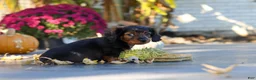 Miniature Dachshund dogs for sale: Frank - Ad 8