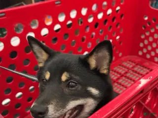 Shiba Inu dogs Shiba Inu 1 - Ad 34