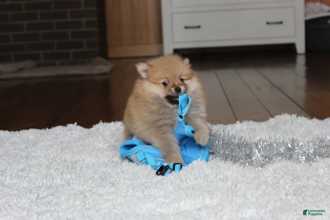 Pomeranian dogs for sale: Kody - Ad 16