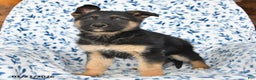German Shepherd dogs for sale: Lighting - Ad 3