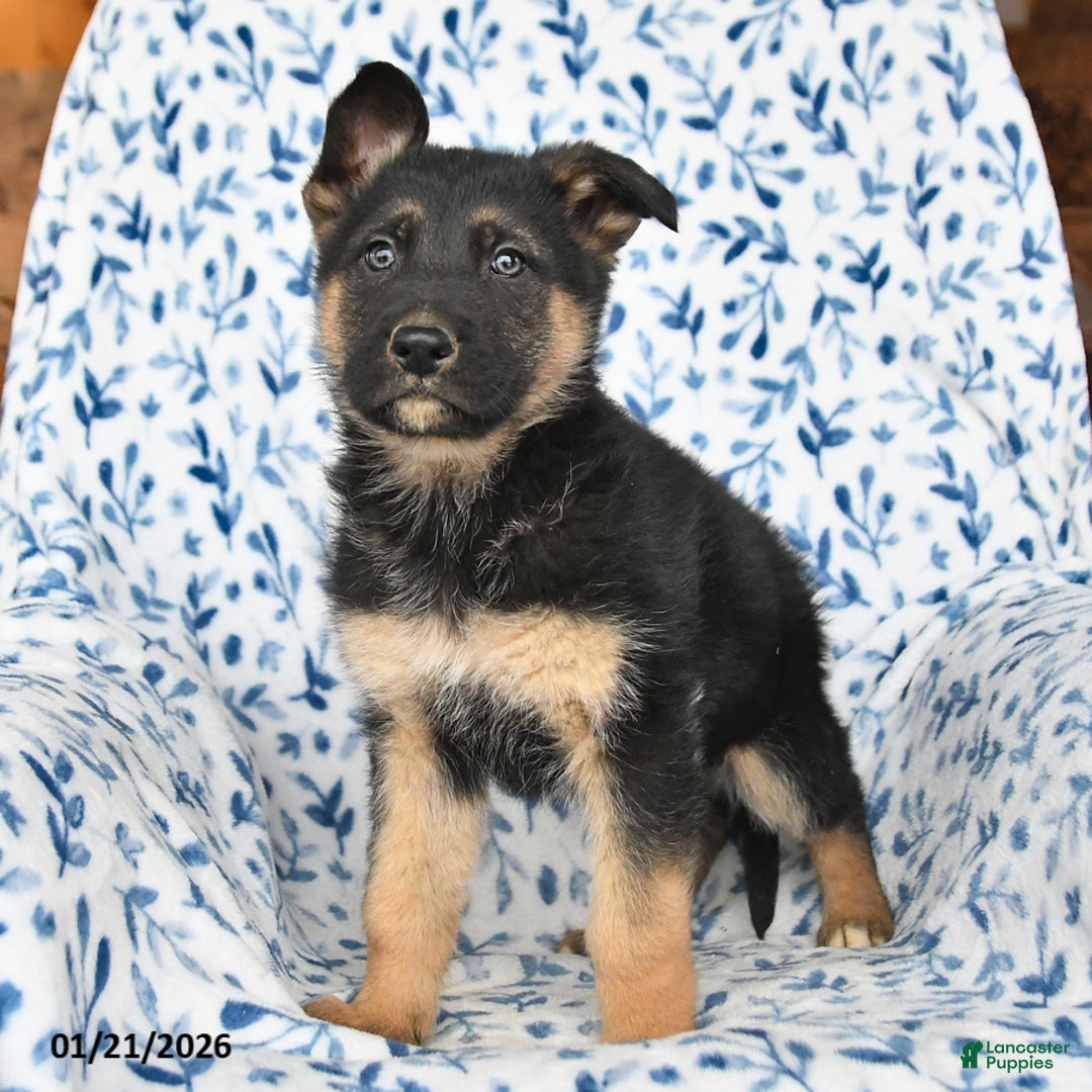 German Shepherd dogs for sale: Lighting - Ad 3