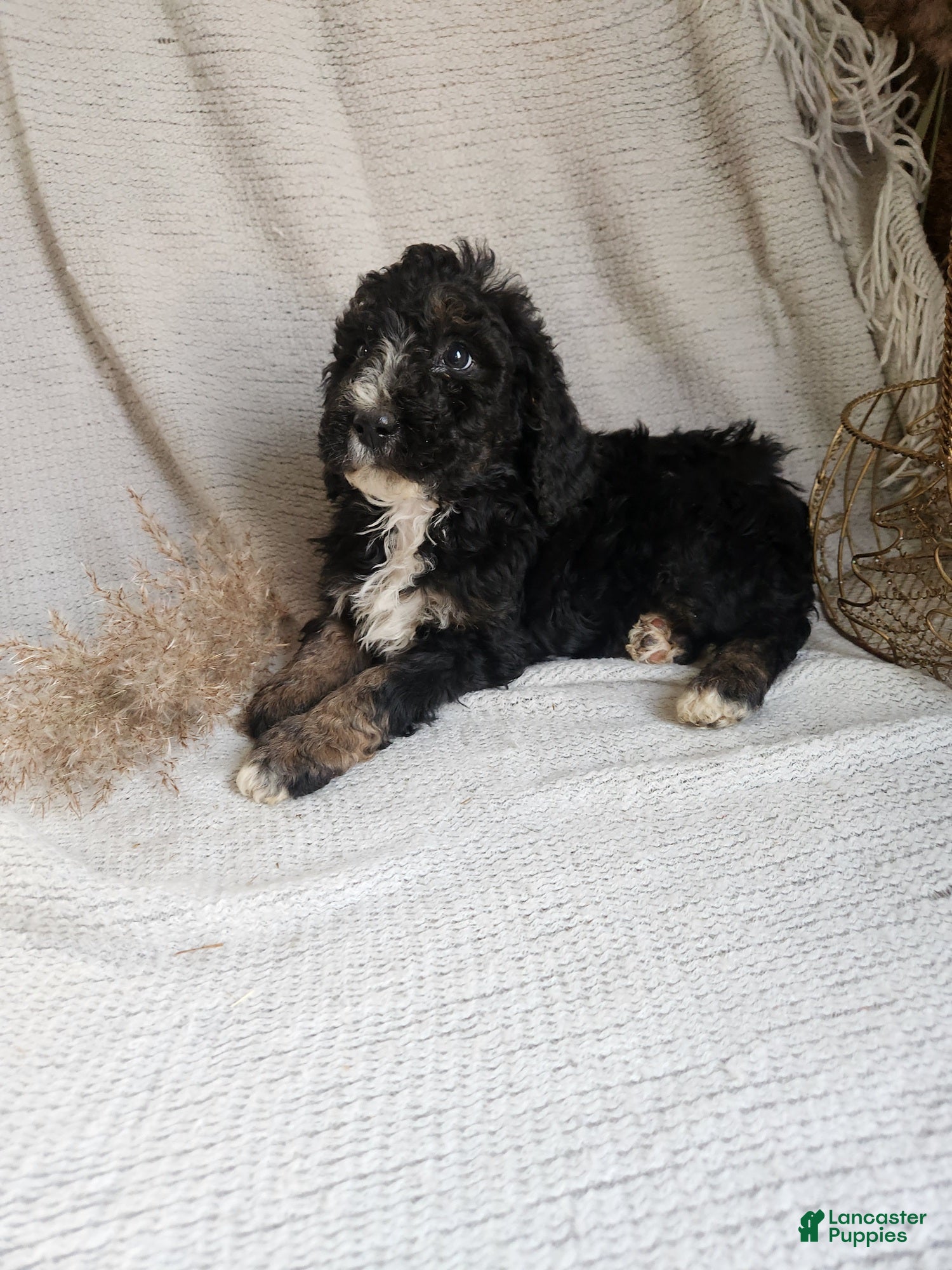 Bernedoodle dogs Lila - Ad 42