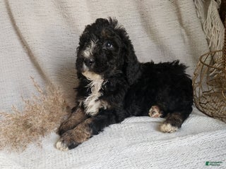 Bernedoodle dogs Lila - Ad 42