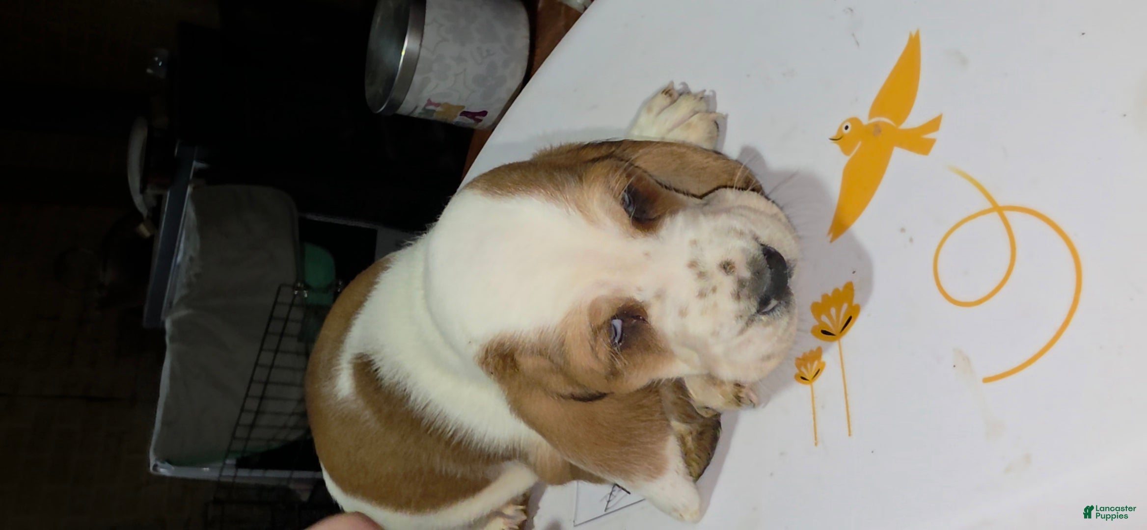 Basset Hound dogs Basset Hound 1 - Ad 2