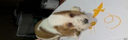 Basset Hound dogs for sale: Basset Hound 1 - Ad 3