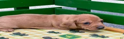 Miniature Dachshund dogs for sale: Bandit - Ad 5