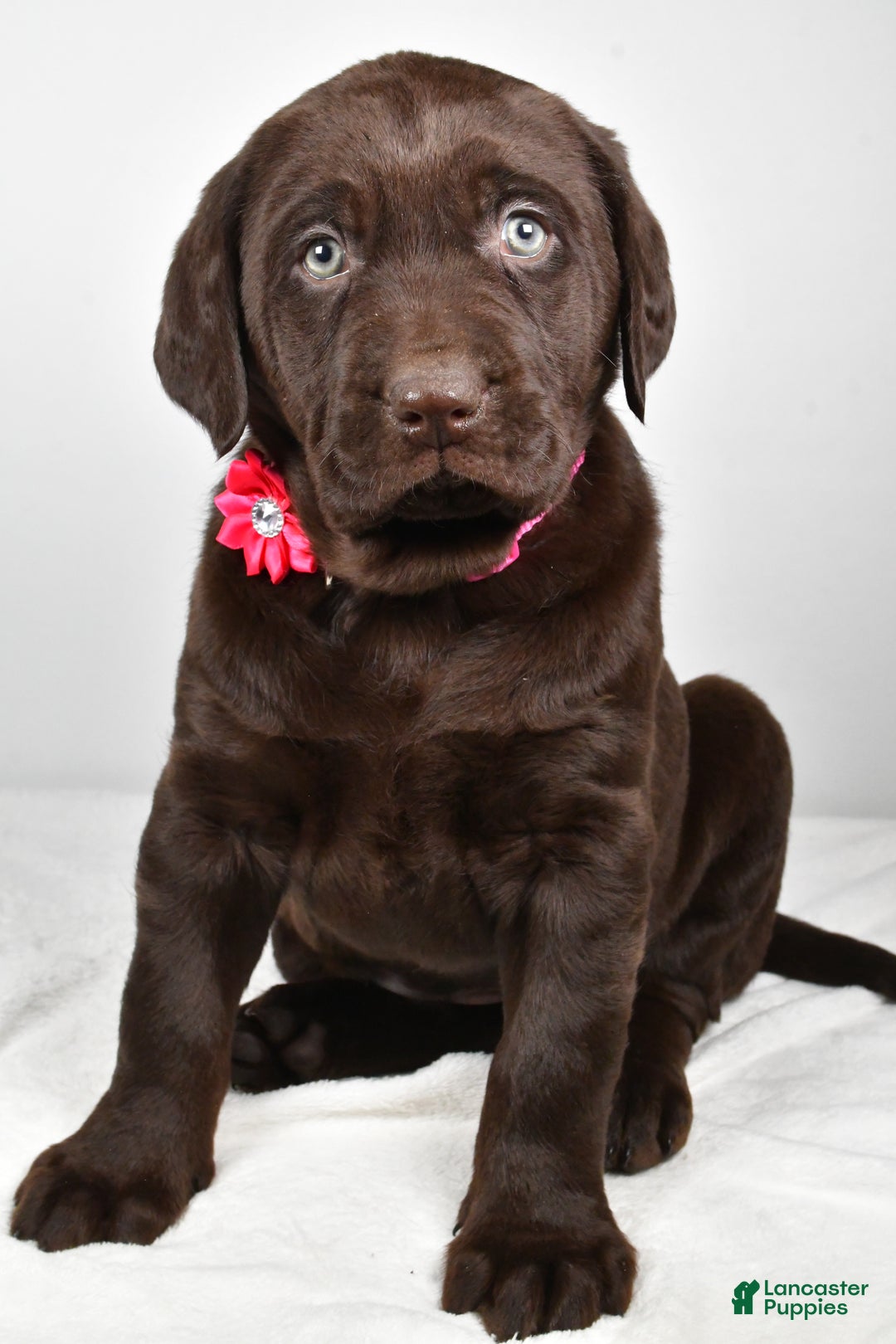 Labrador Retriever dogs for sale: Nancy - Ad 7