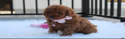 Toy Poodle dogs for sale: McKenna  - Ad 8