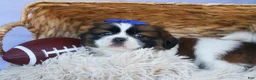 Shih Tzu dogs for sale: REX - Ad 5