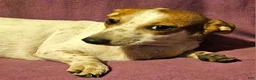 Chihuahua dogs for sale: Princess "T-Cup" - Ad 6