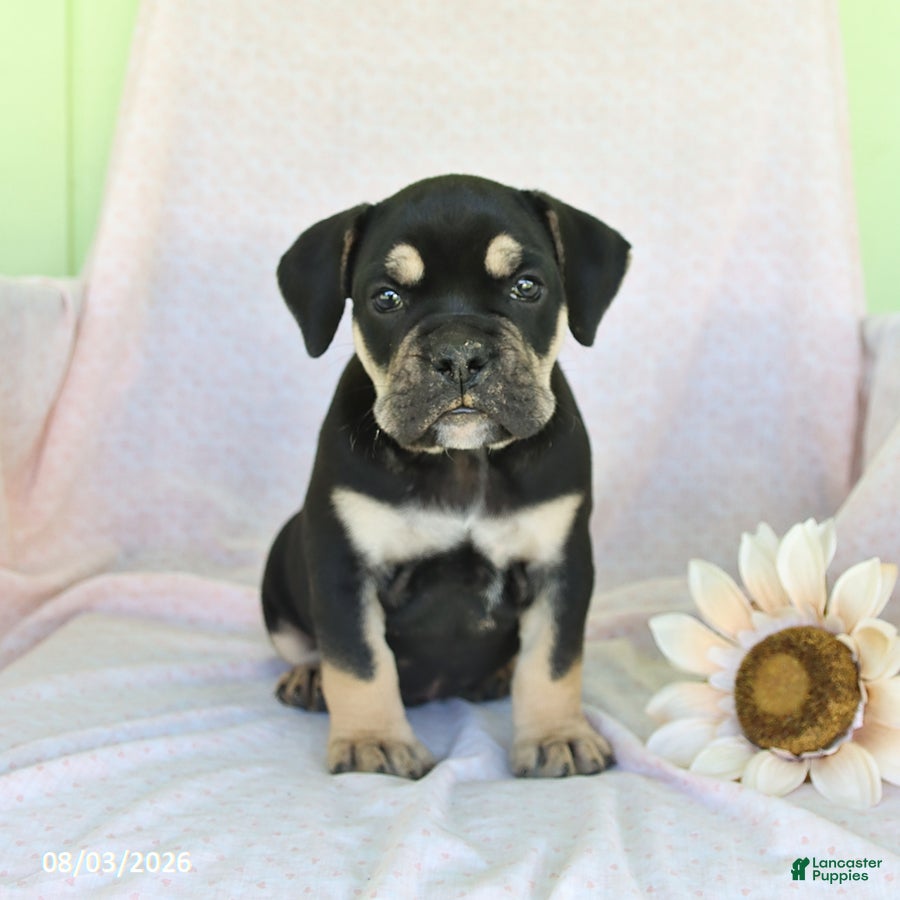 Olde English Bulldogge dogs Gunner - Ad 1
