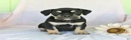 Olde English Bulldogge dogs for sale: Gunner - Ad 1