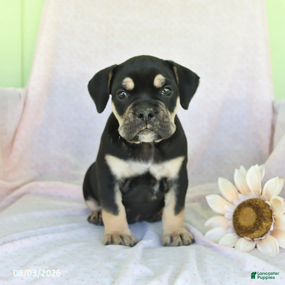 Olde English Bulldogge dogs for sale: Gunner - Ad 1