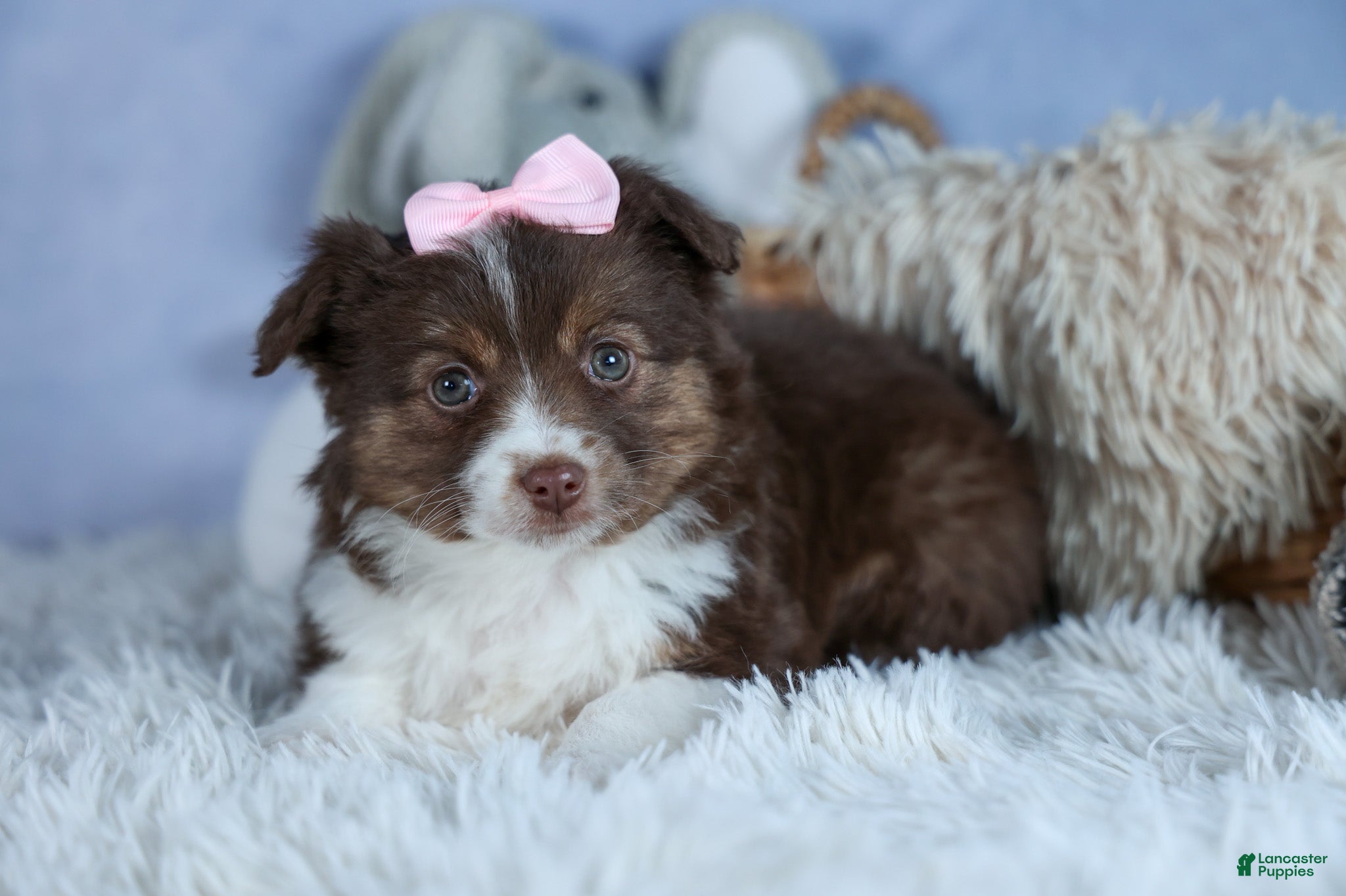 Miniature Australian Shepherd dogs ELLIE - Ad 2