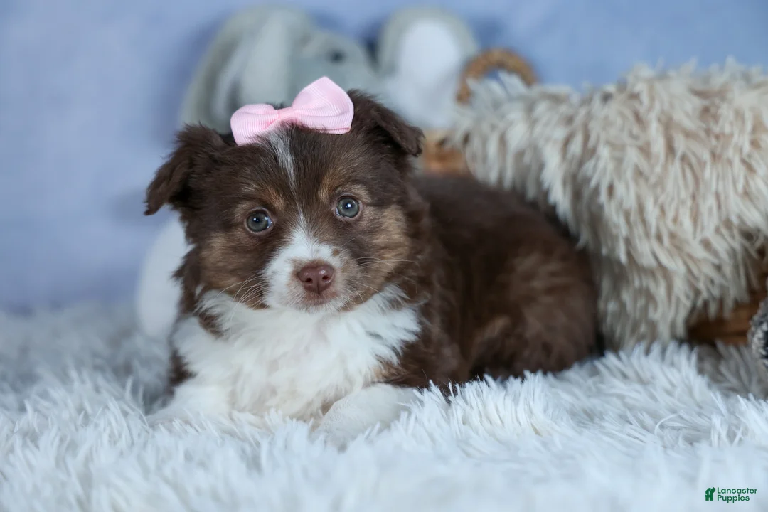 Miniature Australian Shepherd dogs for sale: ELLIE - Ad 2