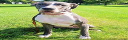 Great Dane dogs for sale: Great Dane Puppy 1 - Ad 5