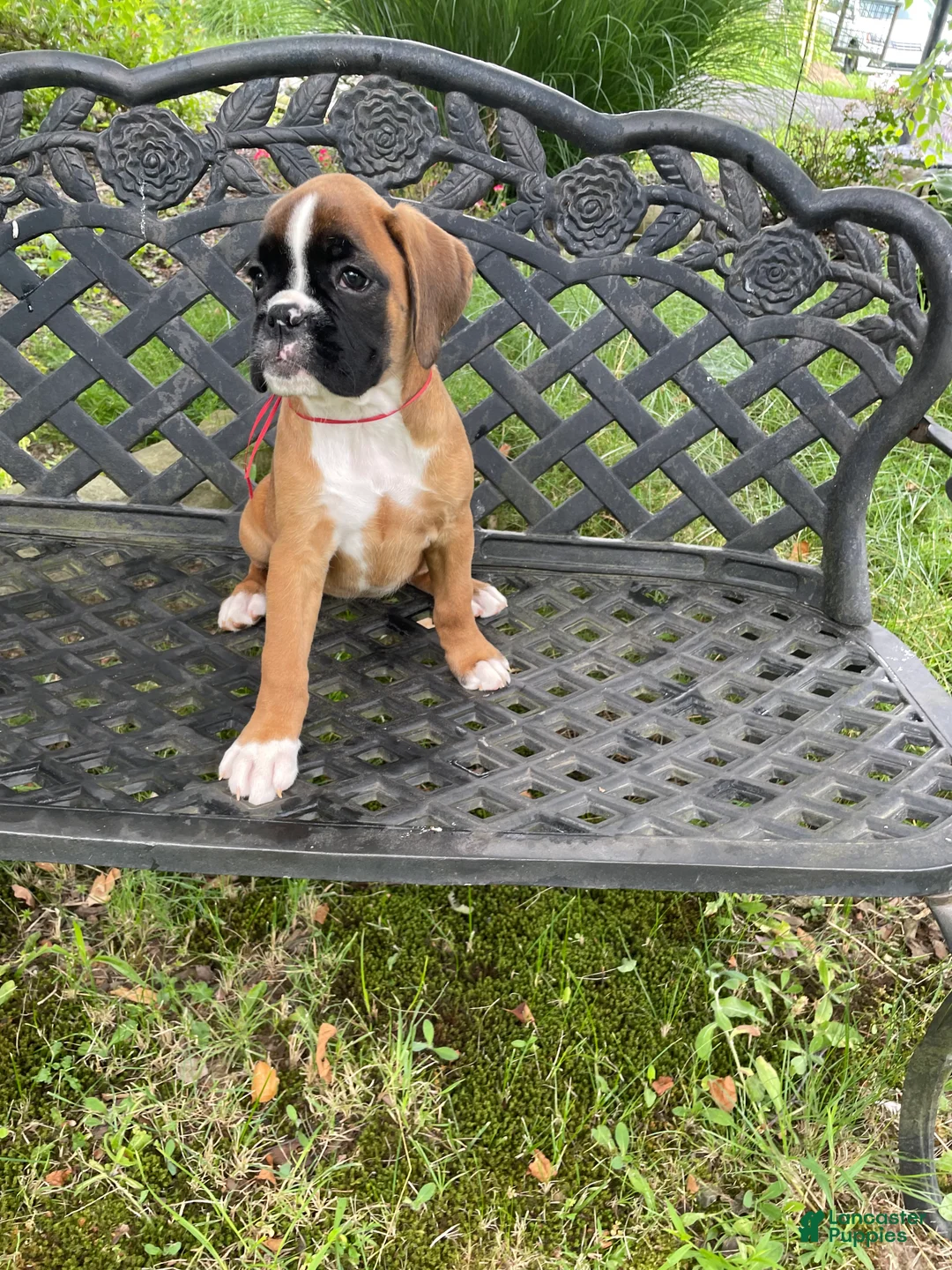 Boxer dogs for sale: Red - Ad 1
