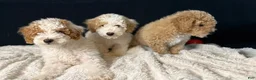 Mini Goldendoodle dogs for sale: Mini Goldendoodle 2 - Ad 7
