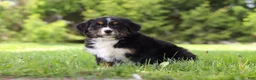 Bernese Mountain Dog dogs for sale: Spencer - Ad 3
