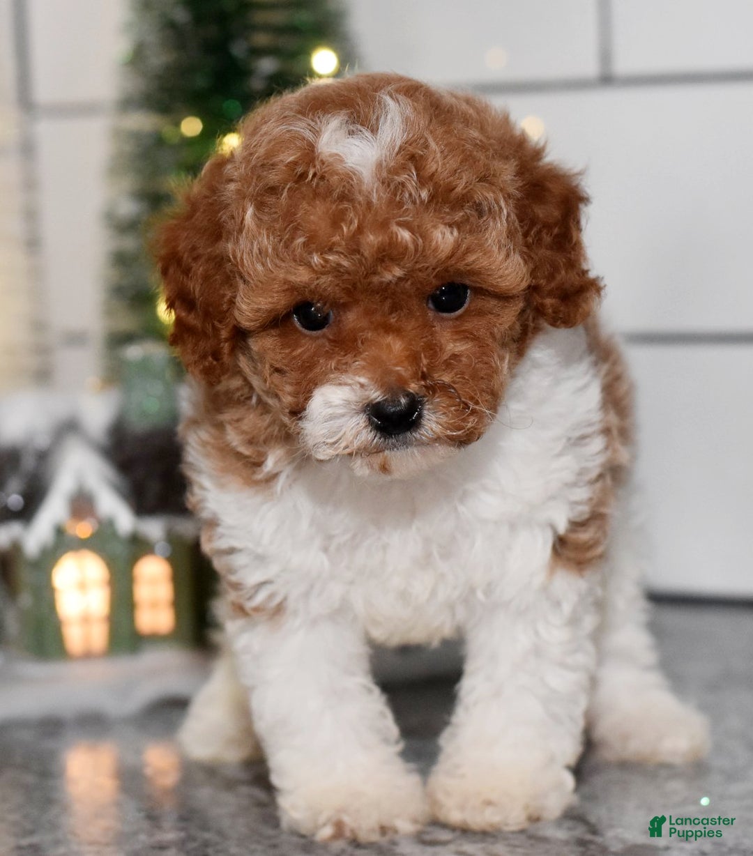 Toy Poodle dogs for sale: Queenie - Ad 2