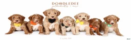 Goldendoodle dogs for sale: English Goldendoodle: Yellow Girl - Ad 3