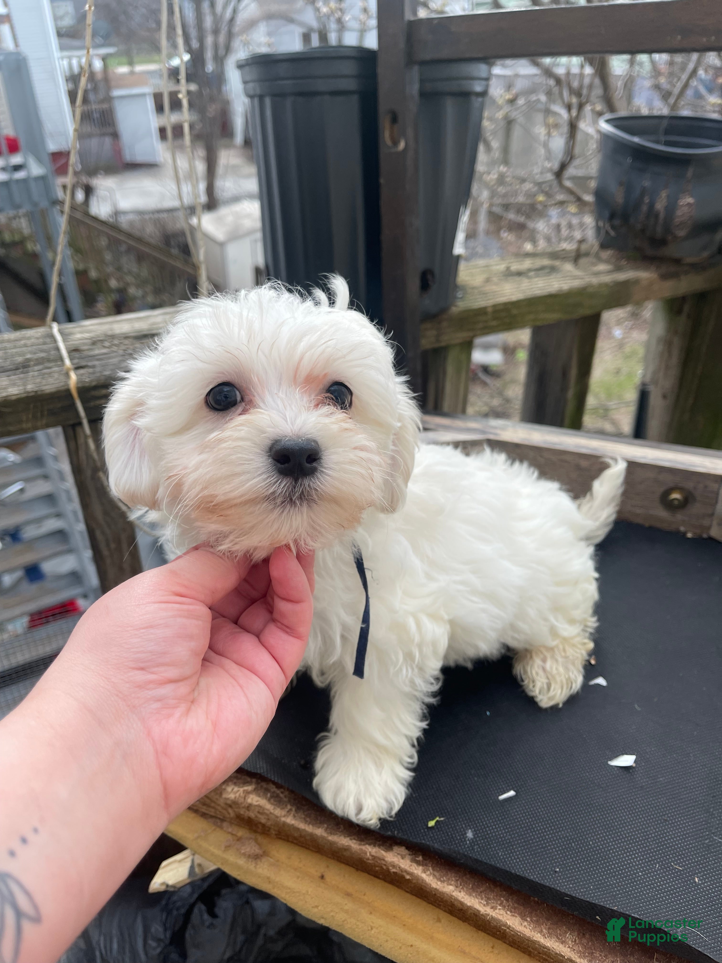 Maltipoo dogs Whiskey - Ad 10