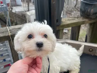 Maltipoo dogs Whiskey - Ad 10