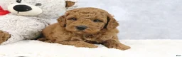 Mini Goldendoodle dogs for sale: Arnold - Ad 2