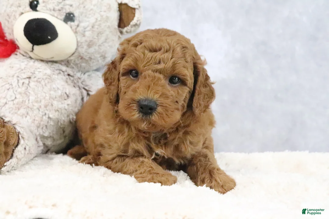 Mini Goldendoodle dogs for sale: Arnold - Ad 2