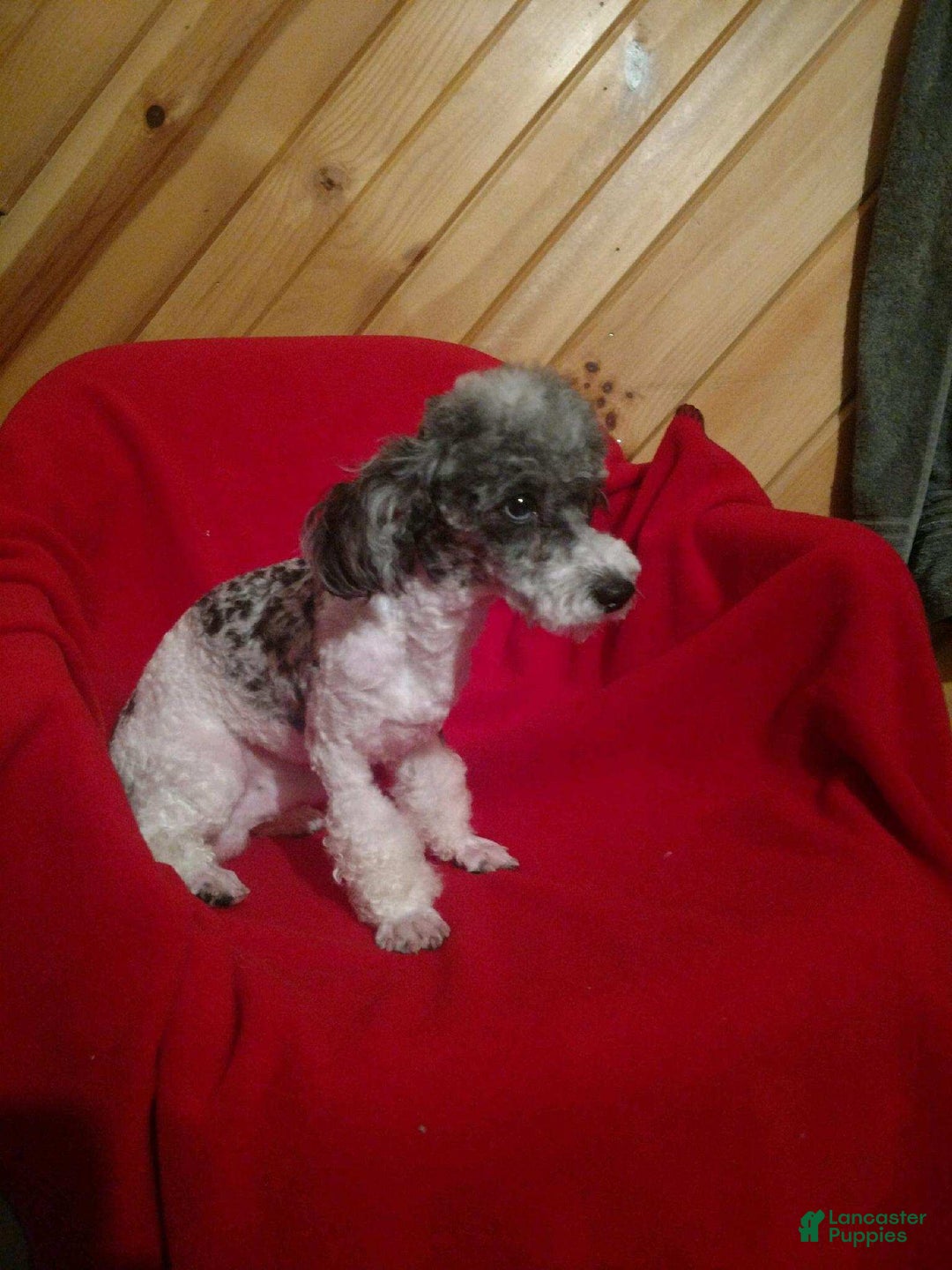 Mini Bernedoodle dogs for sale: Mini Reese - Ad 18