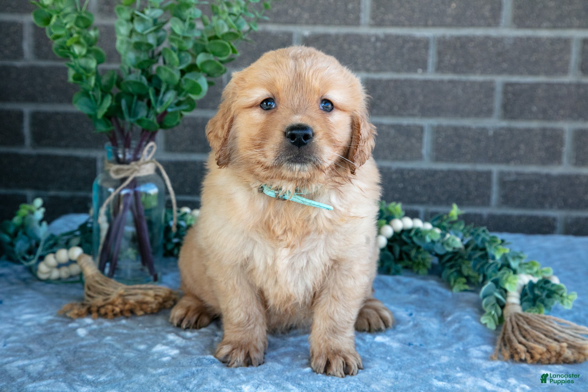 Golden Retriever dogs Pibby - Ad 1