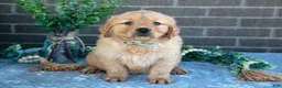 Golden Retriever dogs for sale: Pibby - Ad 1