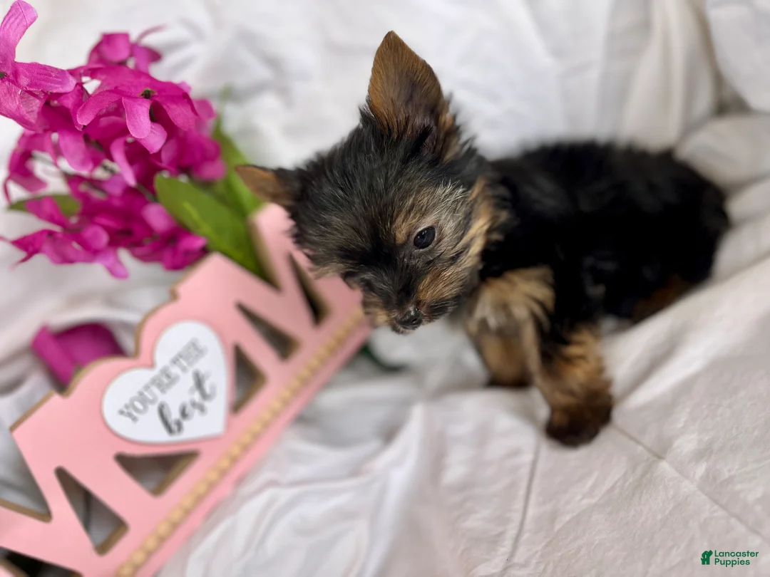 Yorkshire Terrier dogs for sale: Yorkshire Terrier Puppy 2 - Ad 1