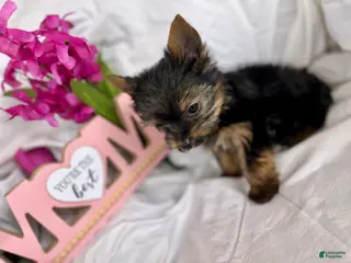 Yorkshire Terrier dogs for sale: Yorkshire Terrier Puppy 2 - Ad 3