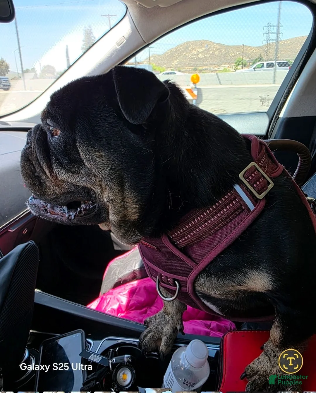 English Bulldog dogs for sale: English Bulldog 11 months totally trained  - Ad 2