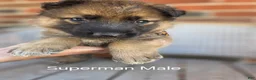 German Shepherd dogs for sale: Superman - Ad 4