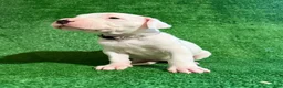 Dogo Argentino dogs for sale: Silver female - Ad 6