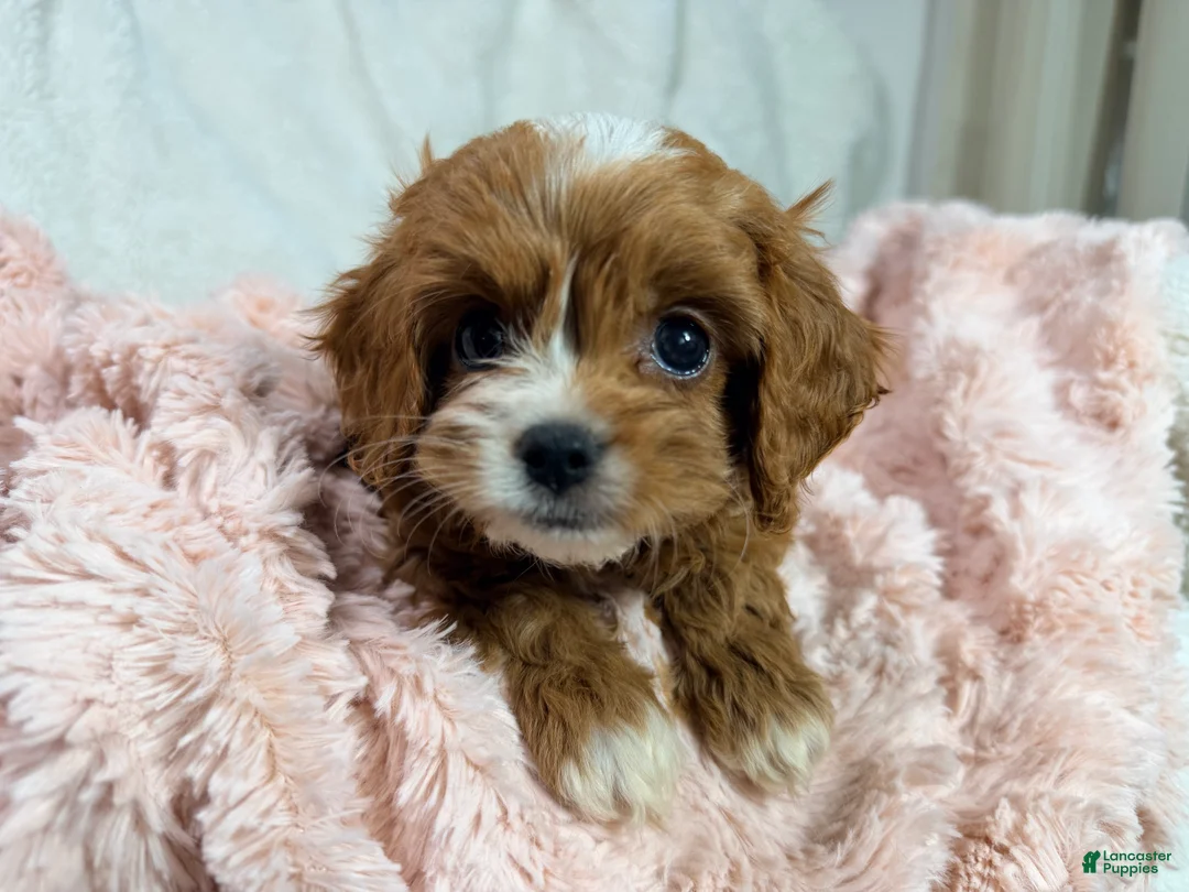 Cavapoo dogs for sale: Caramel 🎀 - Ad 2